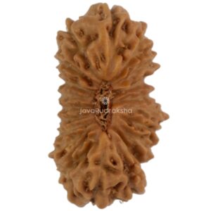 20 Mukhi Java Rudraksha 13.10 mm top view