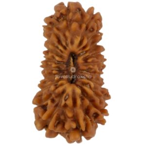20 Mukhi Java Rudraksha 13.43 mm top view