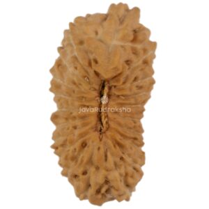 20 Mukhi Java Rudraksha 14.92 mm top view