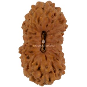 20 Mukhi Java Rudraksha 15.22 mm top view