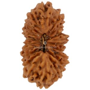 20 Mukhi Java Rudraksha 15.45 mm top view