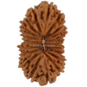20 Mukhi Java Rudraksha 15.59 mm top view