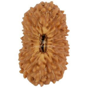 20 Mukhi Java Rudraksha 16.03 mm top view