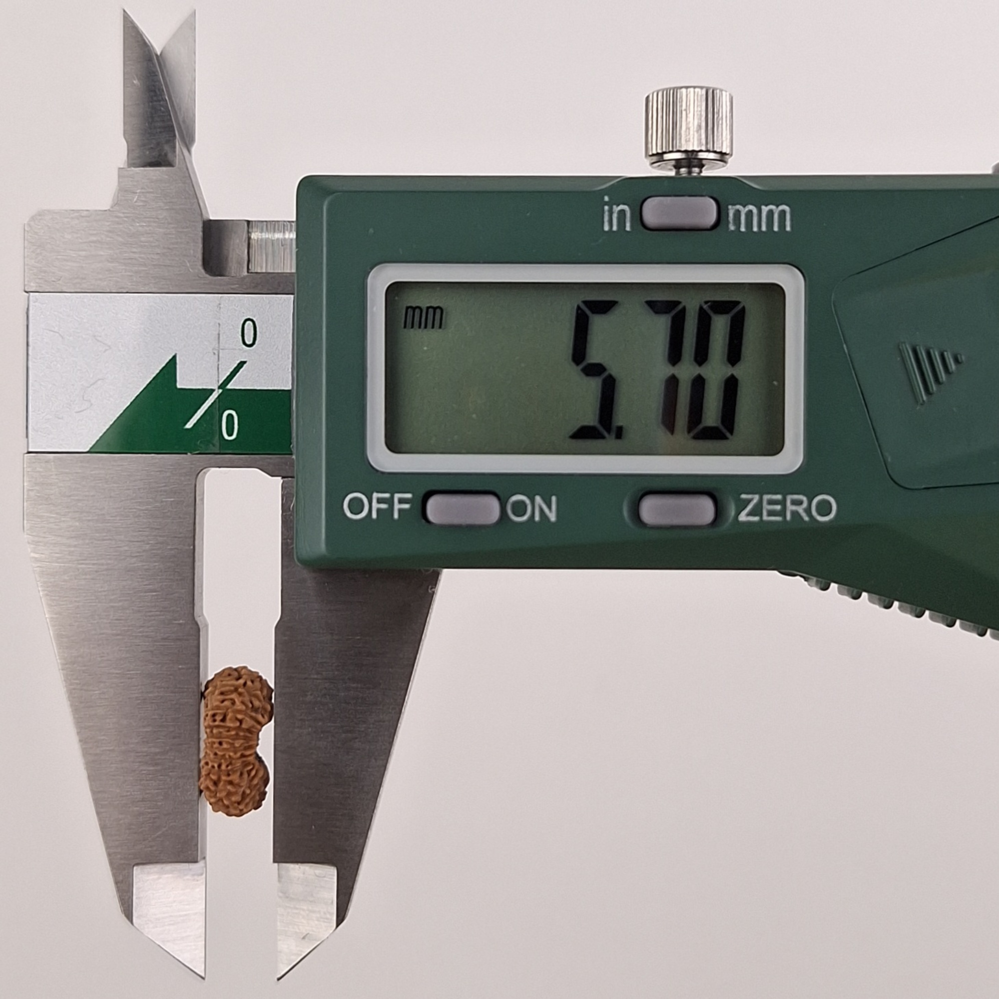 21 Mukhi Java Rudraksha 5.70 mm depth measurement