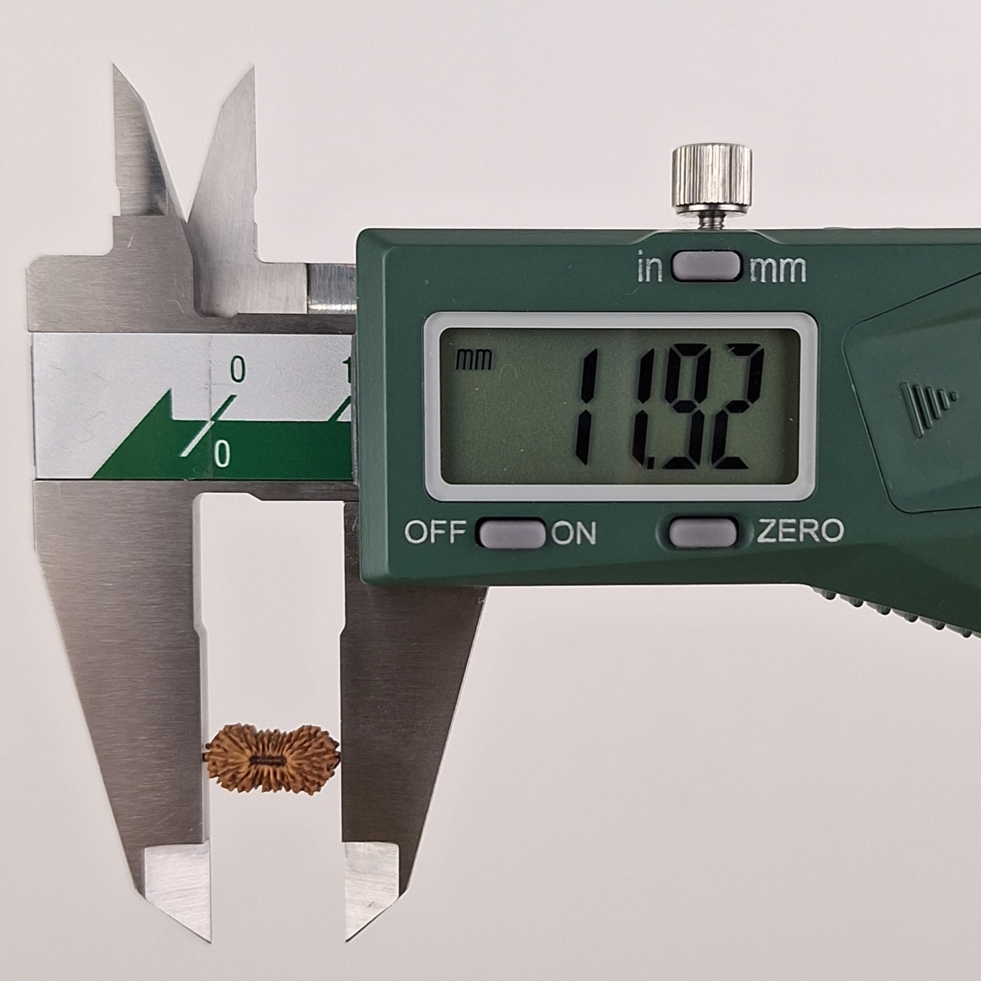 21 Mukhi Java Rudraksha 11.92 mm length measurement