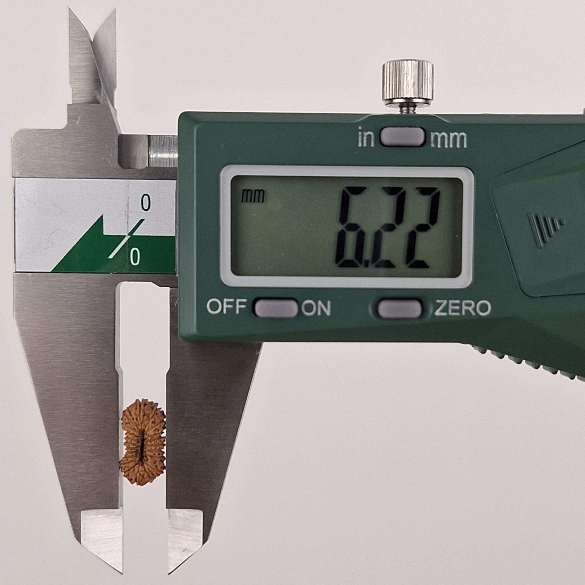 21 Mukhi Java Rudraksha 6.22 mm width measurement