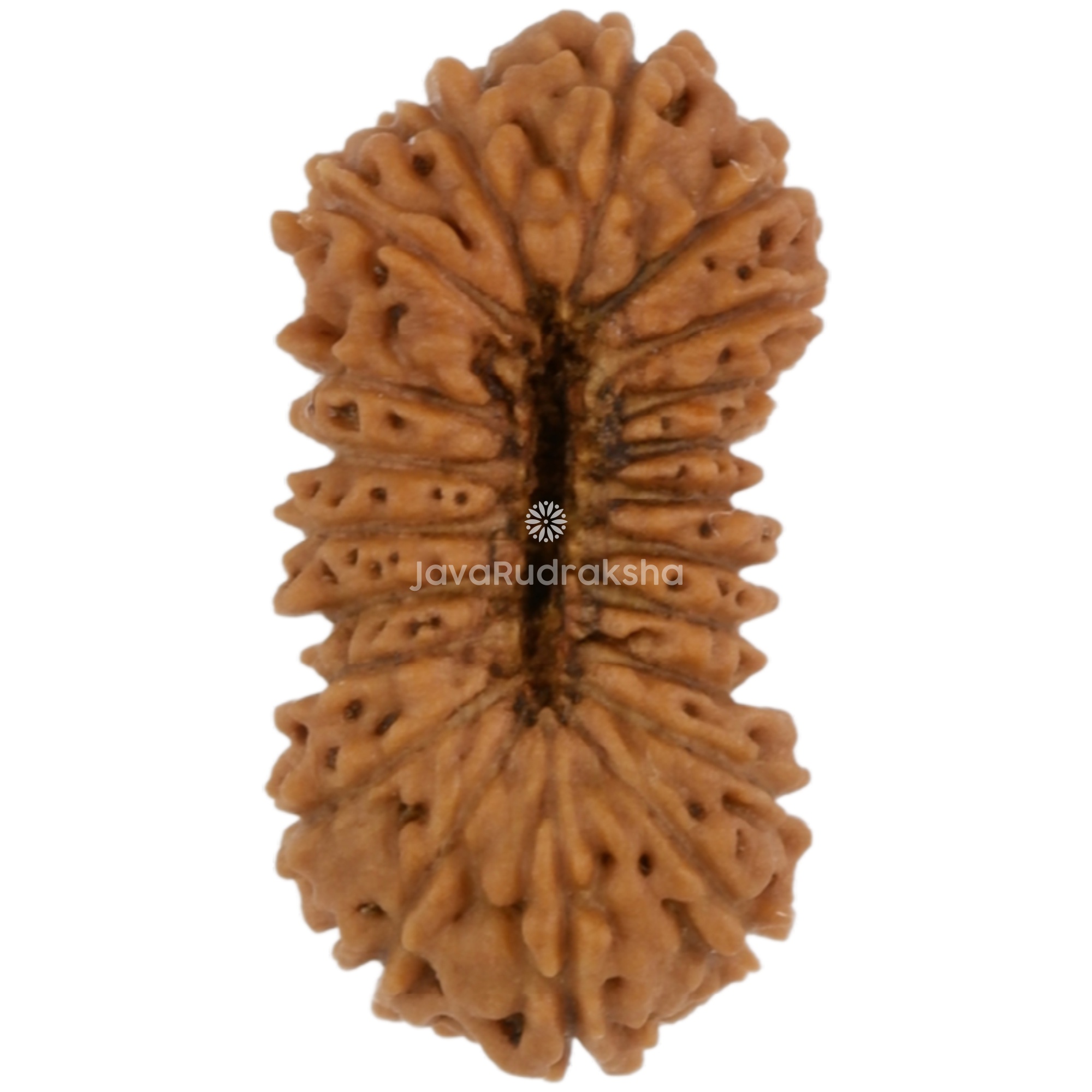 21 Mukhi Java Rudraksha 11.92 mm bottom view