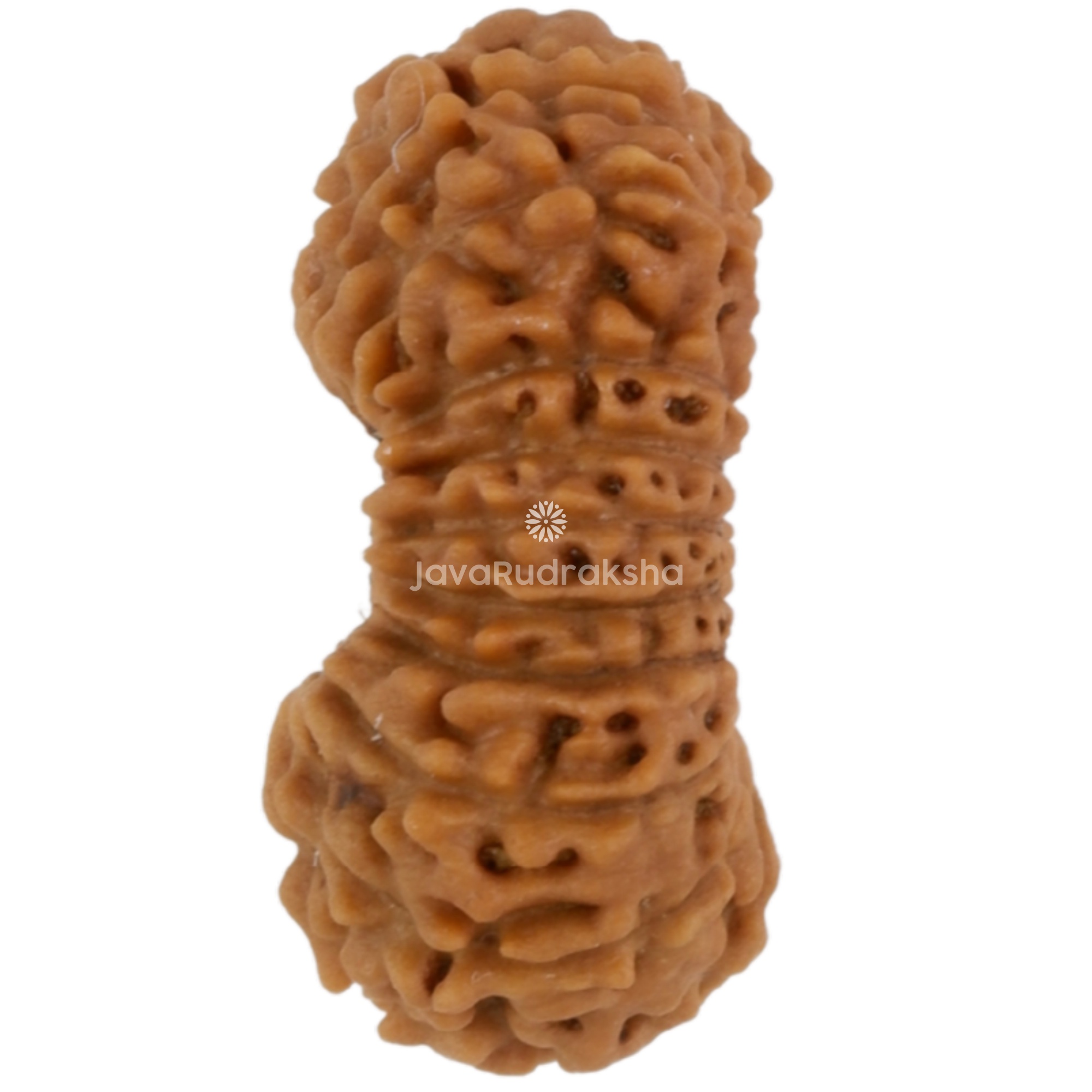 21 Mukhi Java Rudraksha 11.92 mm left side angle