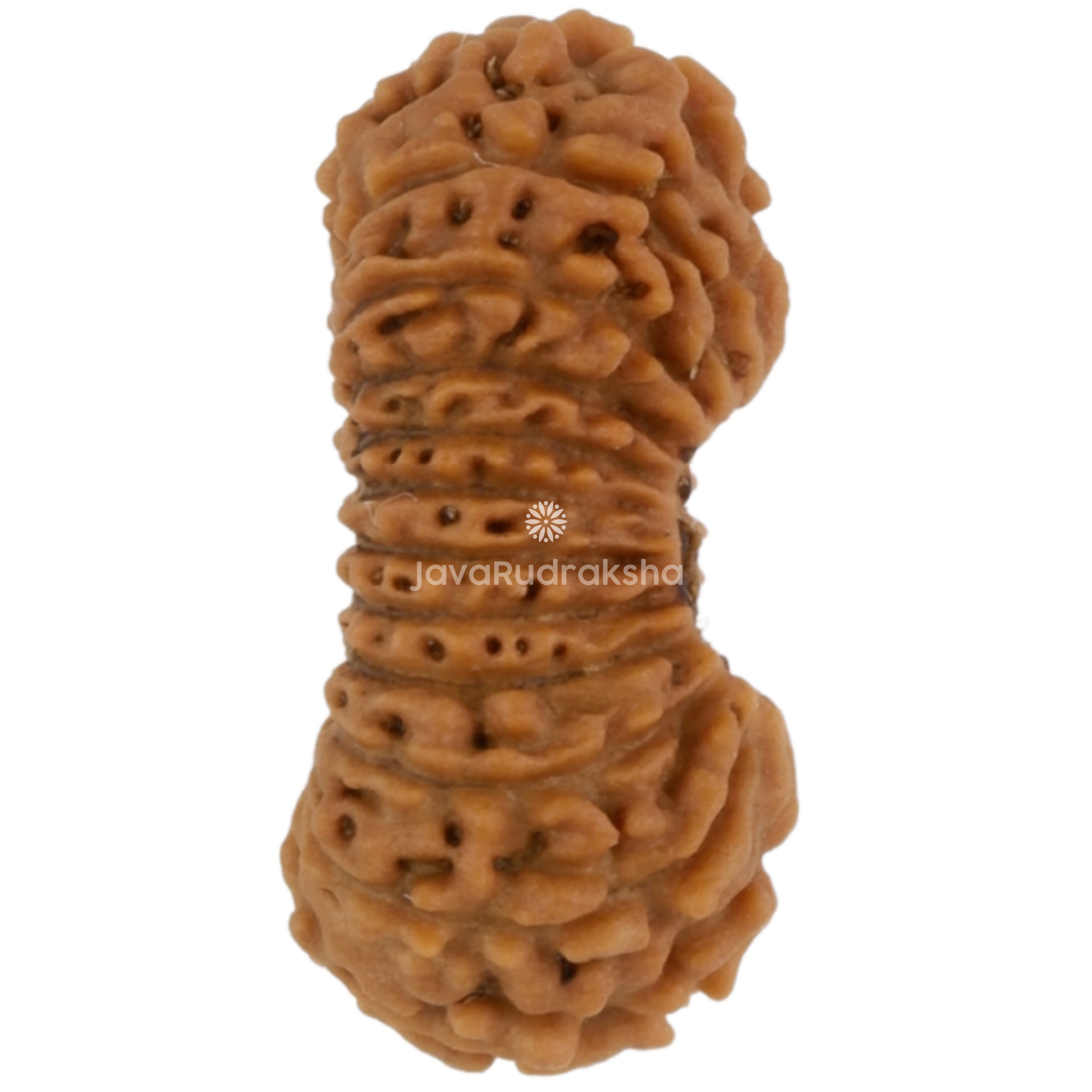 21 Mukhi Java Rudraksha 11.92 mm right side angle
