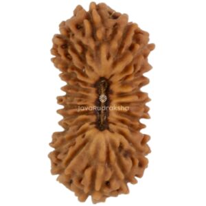 21 Mukhi Java Rudraksha 11.92 mm top view