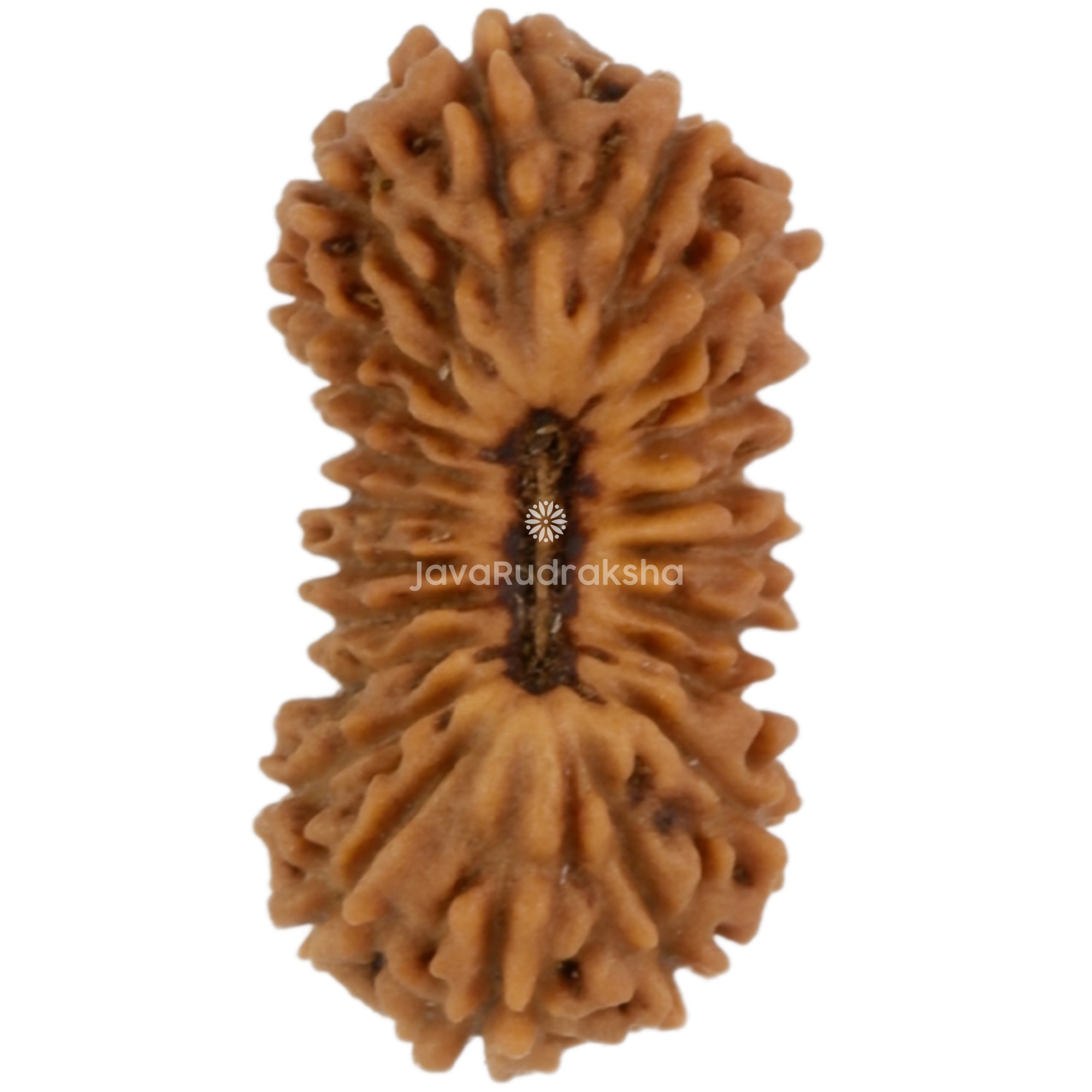 21 Mukhi Java Rudraksha 11.92 mm top view
