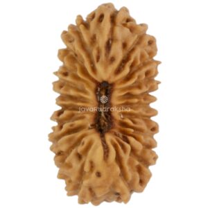 21 Mukhi Java Rudraksha 12.07 mm top view