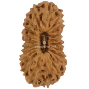 21 Mukhi Java Rudraksha 12.59 mm top view