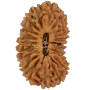 21 Mukhi Java Rudraksha 12.68 mm top view