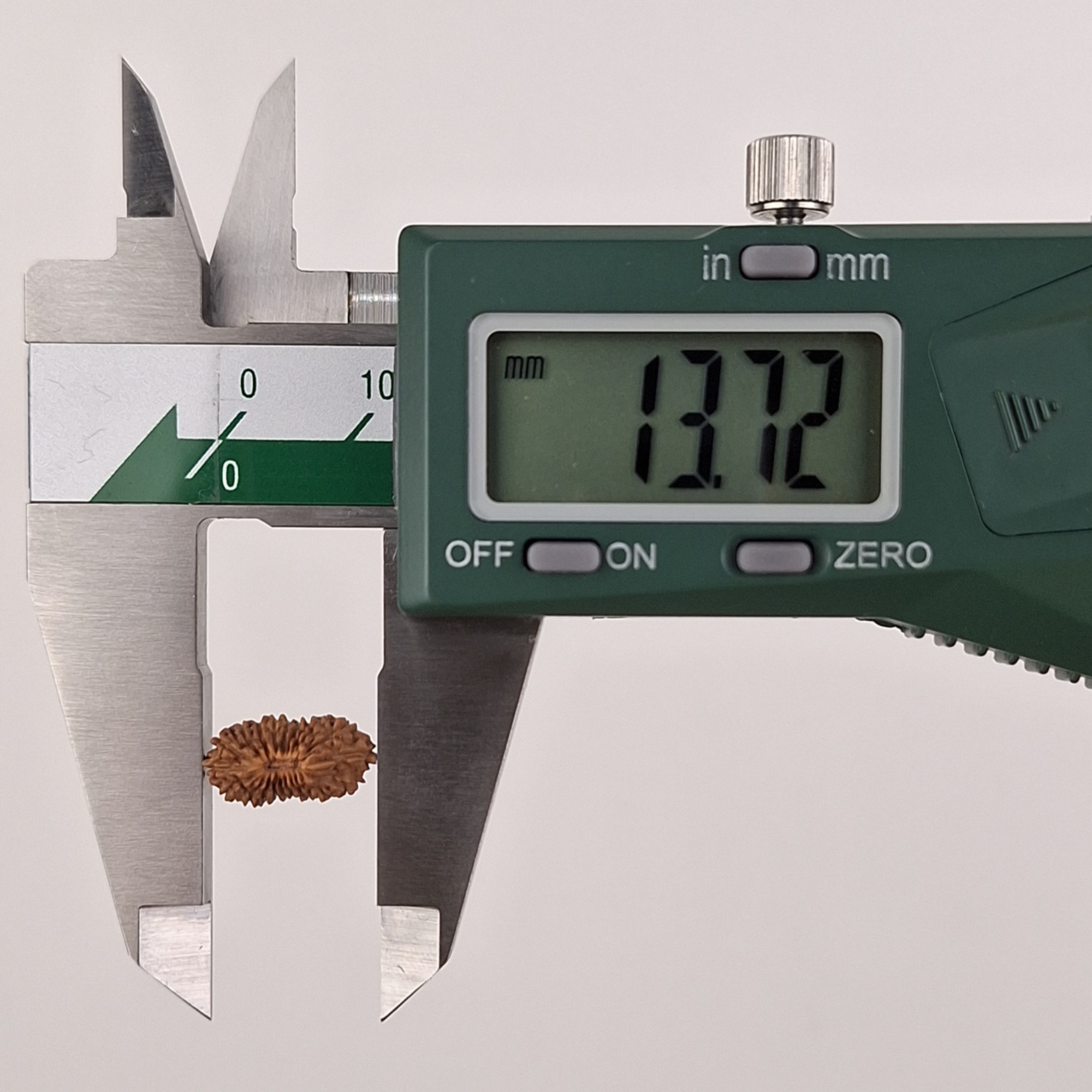 21 Mukhi Java Rudraksha 13.72 mm length measurement