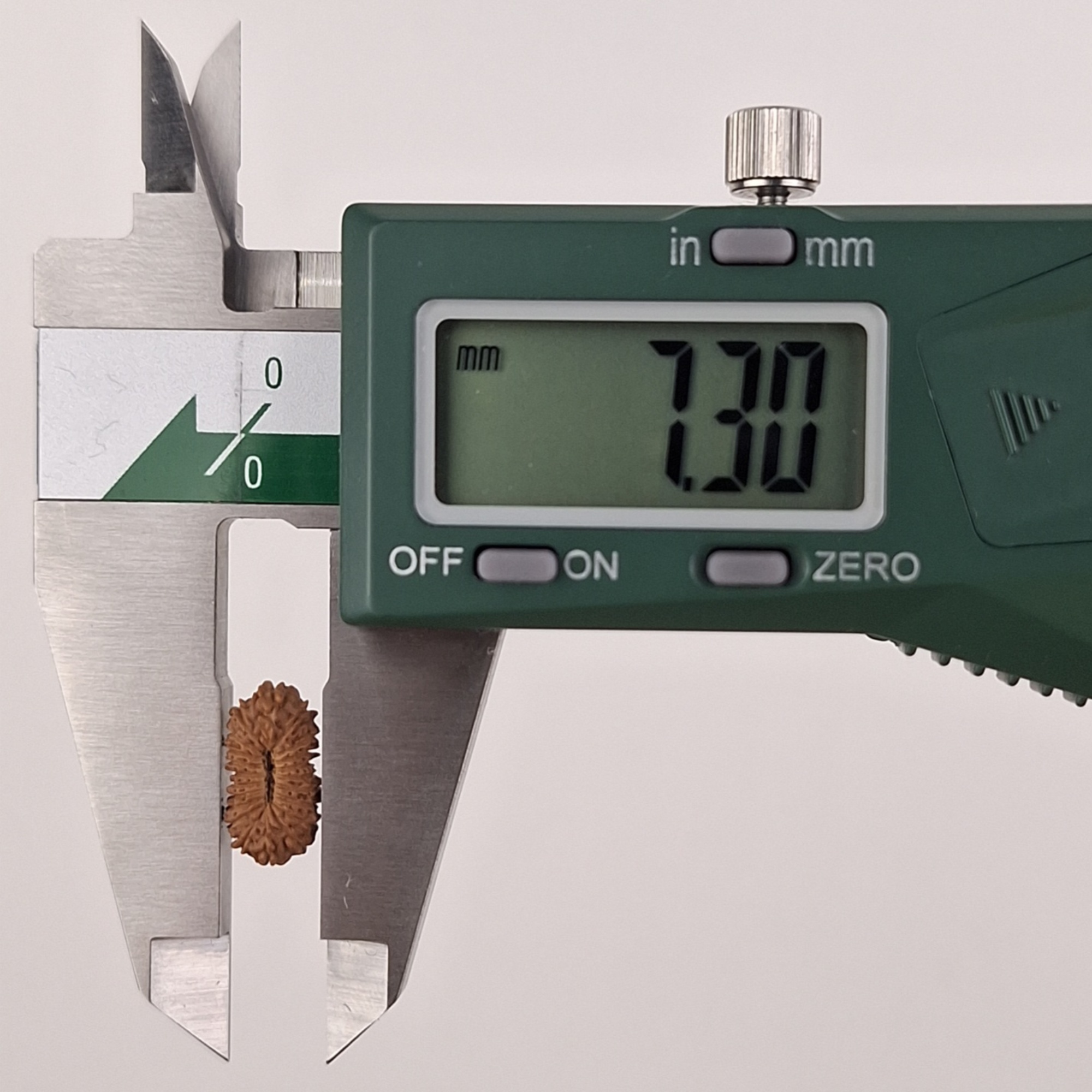 21 Mukhi Java Rudraksha 7.30 mm width measurement