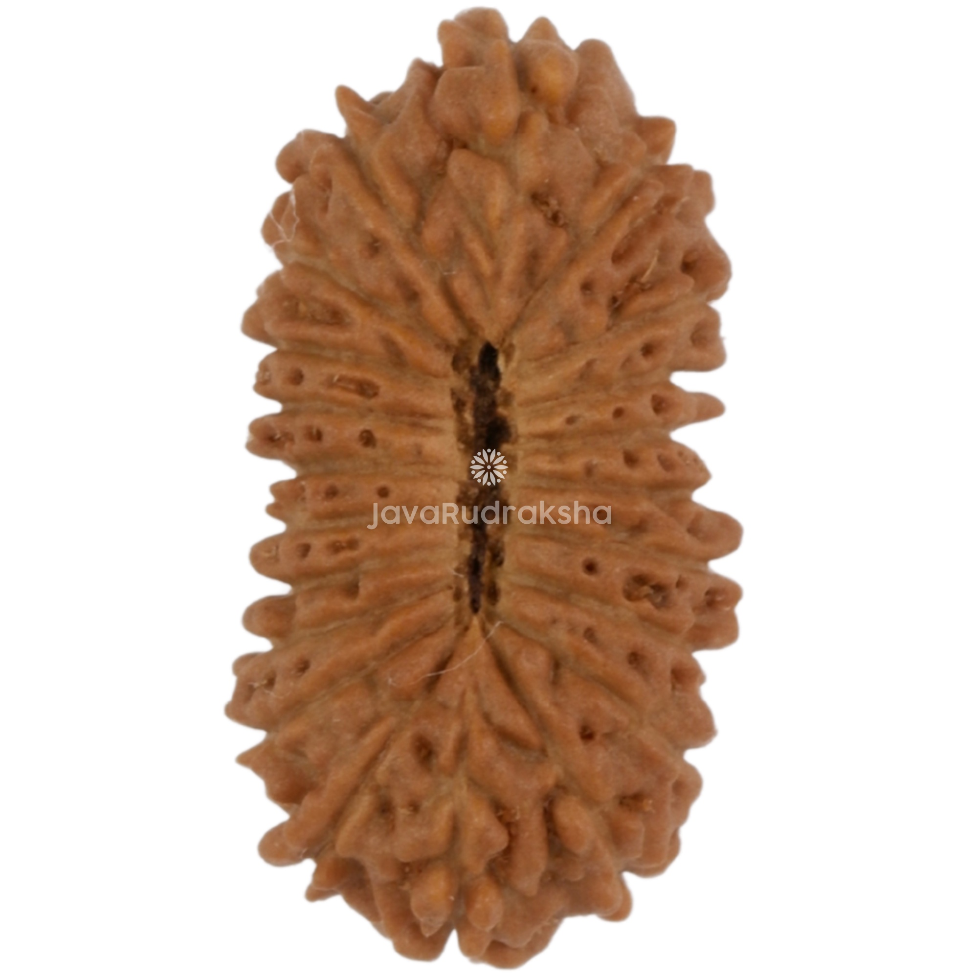 21 Mukhi Java Rudraksha 13.72 mm bottom view