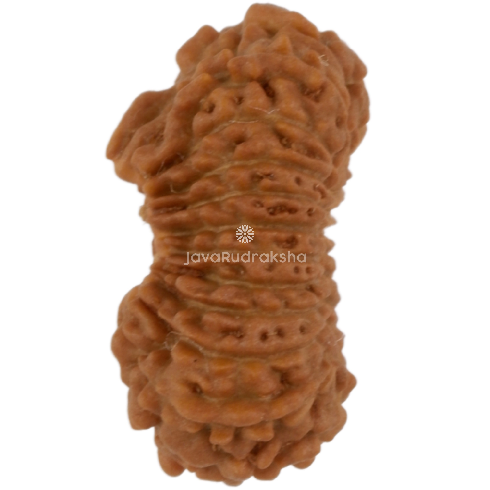 21 Mukhi Java Rudraksha 13.72 mm left side angle