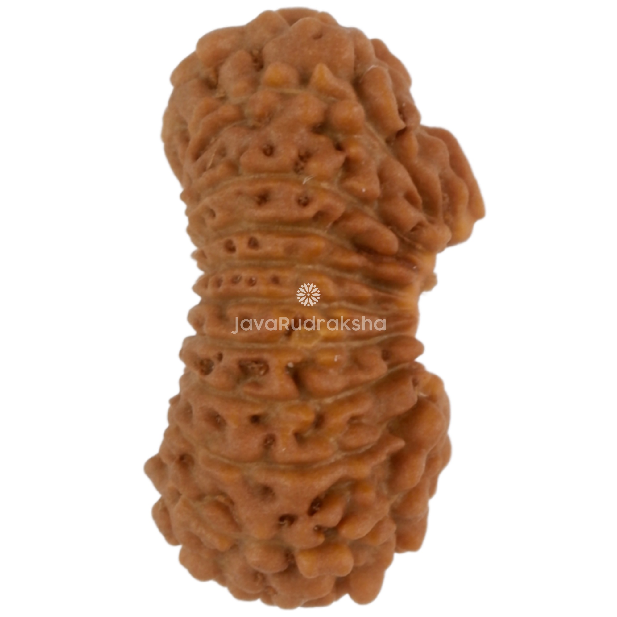 21 Mukhi Java Rudraksha 13.72 mm right side angle