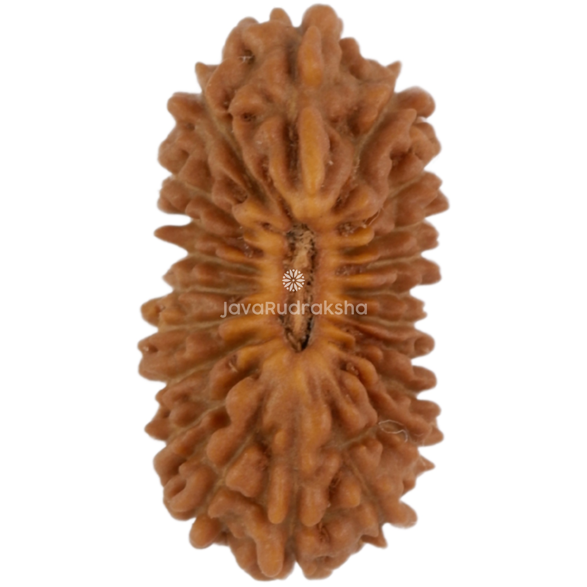 21 Mukhi Java Rudraksha 13.72 mm top view
