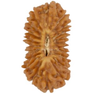 21 Mukhi Java Rudraksha 13.97 mm top view