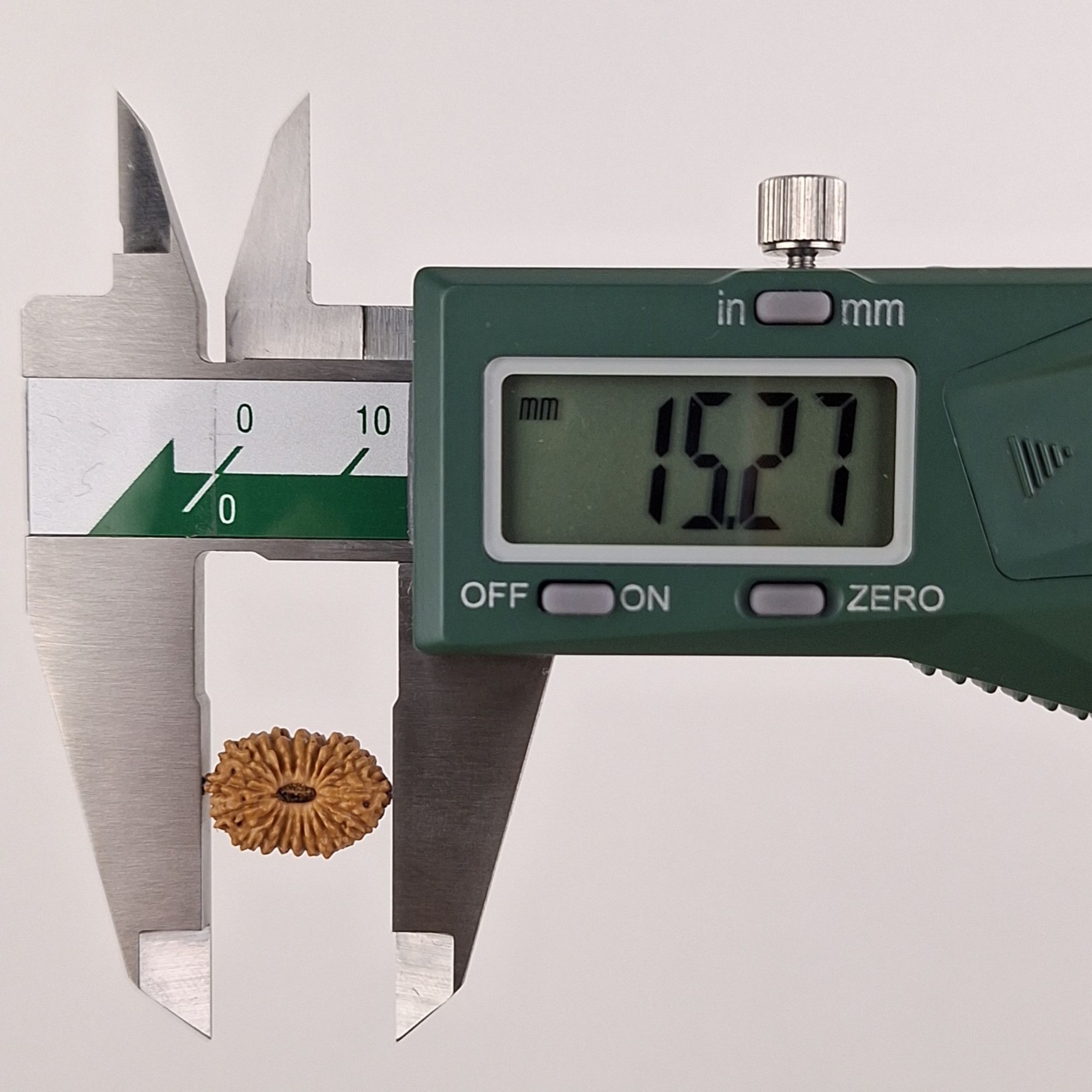 21 Mukhi Java Rudraksha 15.27 mm length measurement