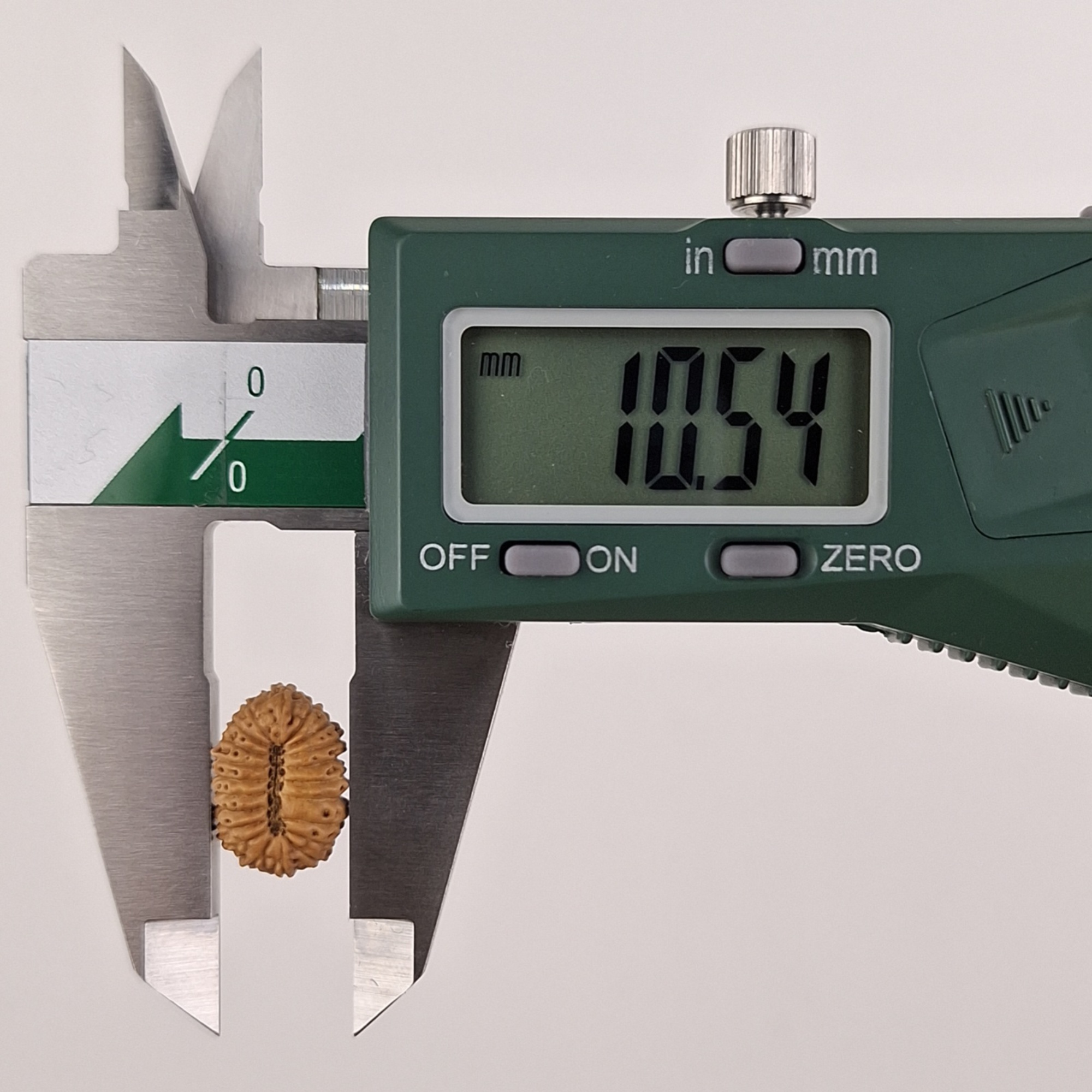 21 Mukhi Java Rudraksha 10.54 mm width measurement