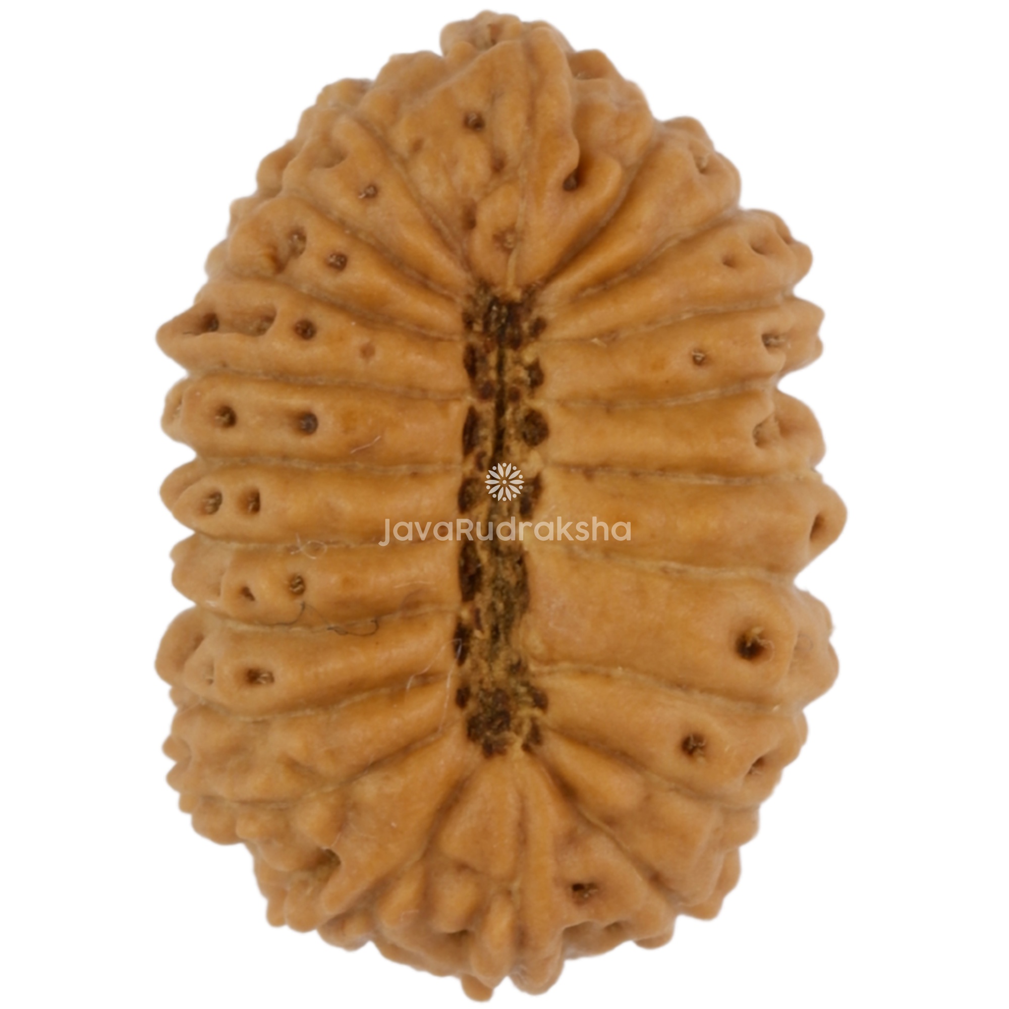 21 Mukhi Java Rudraksha 15.27 mm bottom view