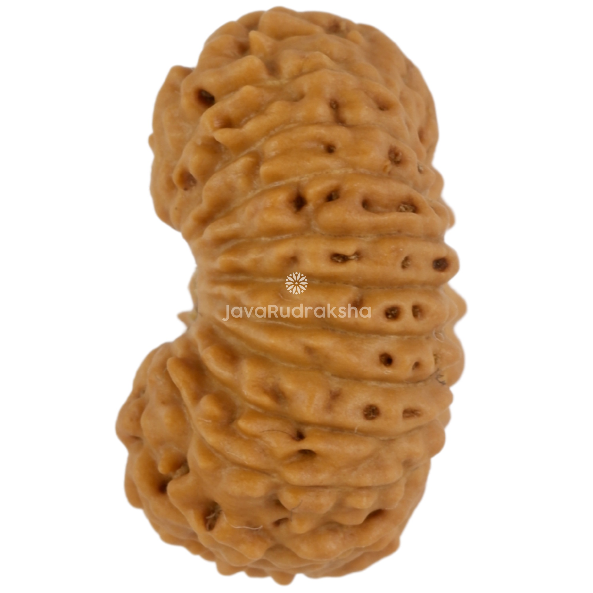 21 Mukhi Java Rudraksha 15.27 mm left side angle
