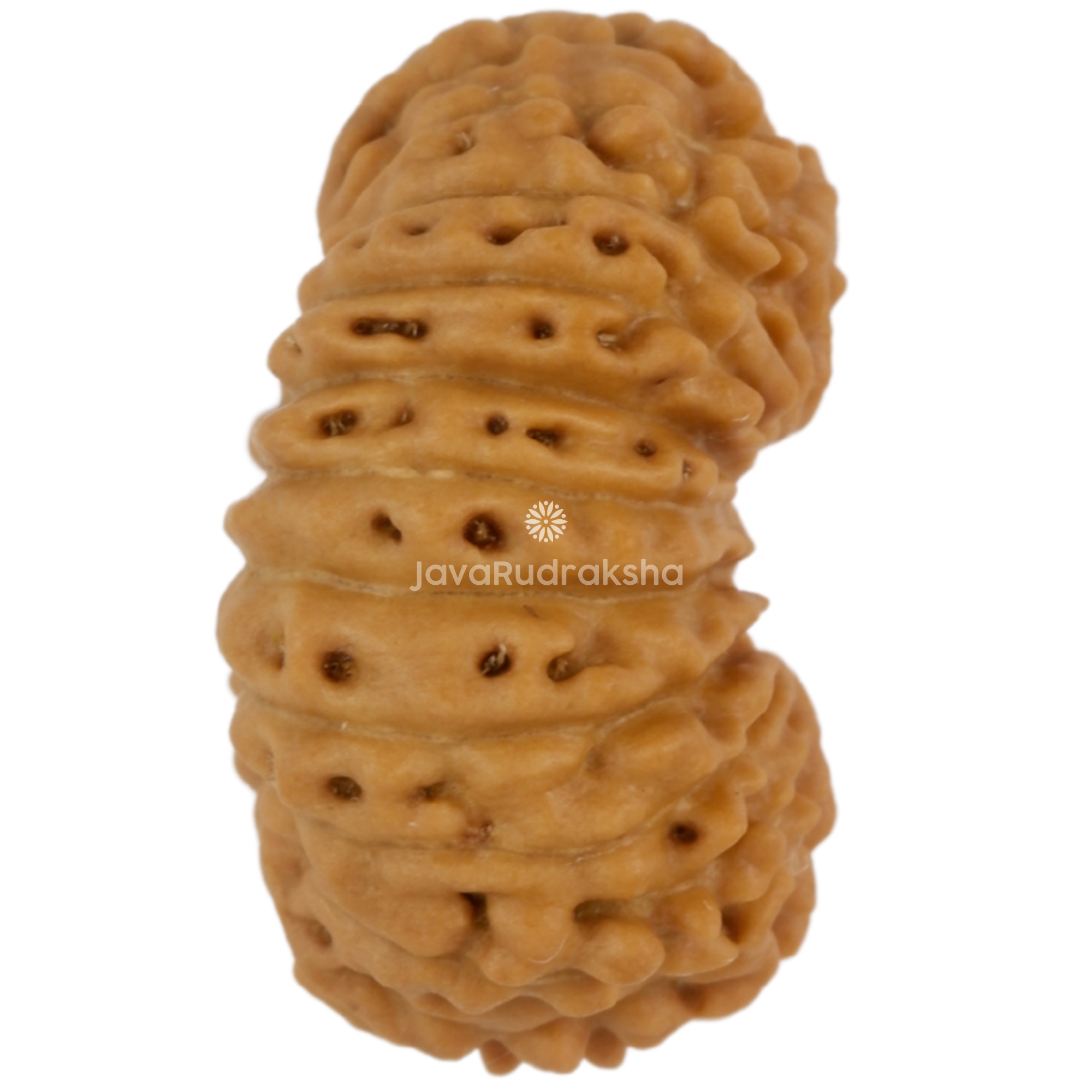 21 Mukhi Java Rudraksha 15.27 mm right side angle