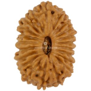 21 Mukhi Java Rudraksha 15.27 mm top view
