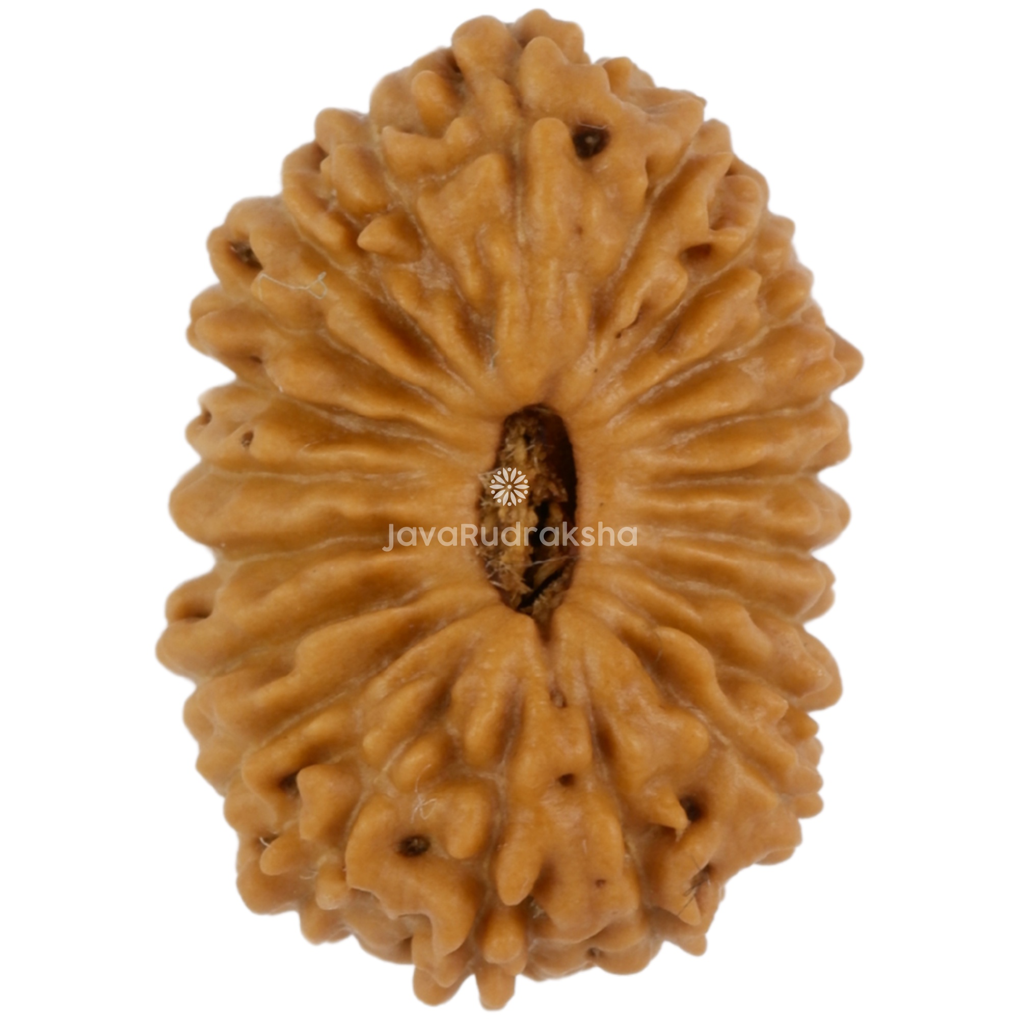 21 Mukhi Java Rudraksha 15.27 mm top view