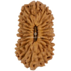 21 Mukhi Java Rudraksha 16.87 mm top view