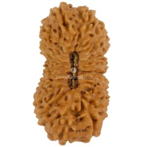 21 Mukhi Java Rudraksha 20.41 mm top view