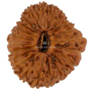 22 Mukhi Java Rudraksha 13.70 mm top view