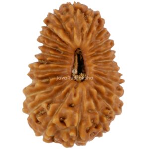 23 Mukhi Java Rudraksha 16.19 mm top view