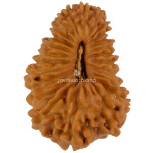 24 Mukhi Java Rudraksha 17.83 mm top view