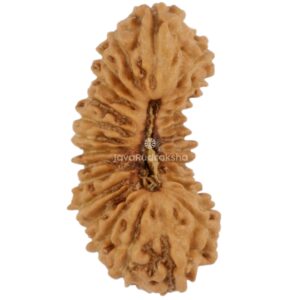 27 Mukhi Java Rudraksha 14.36 mm top view