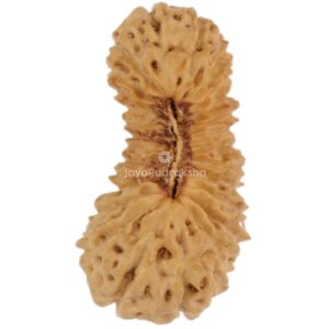 27 Mukhi Java Rudraksha 16.01 mm top view