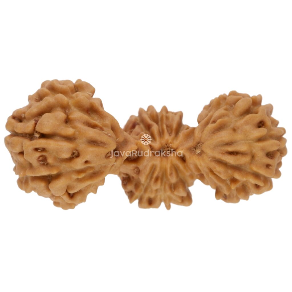 Trijuti Java Rudraksha 20.68 mm top view