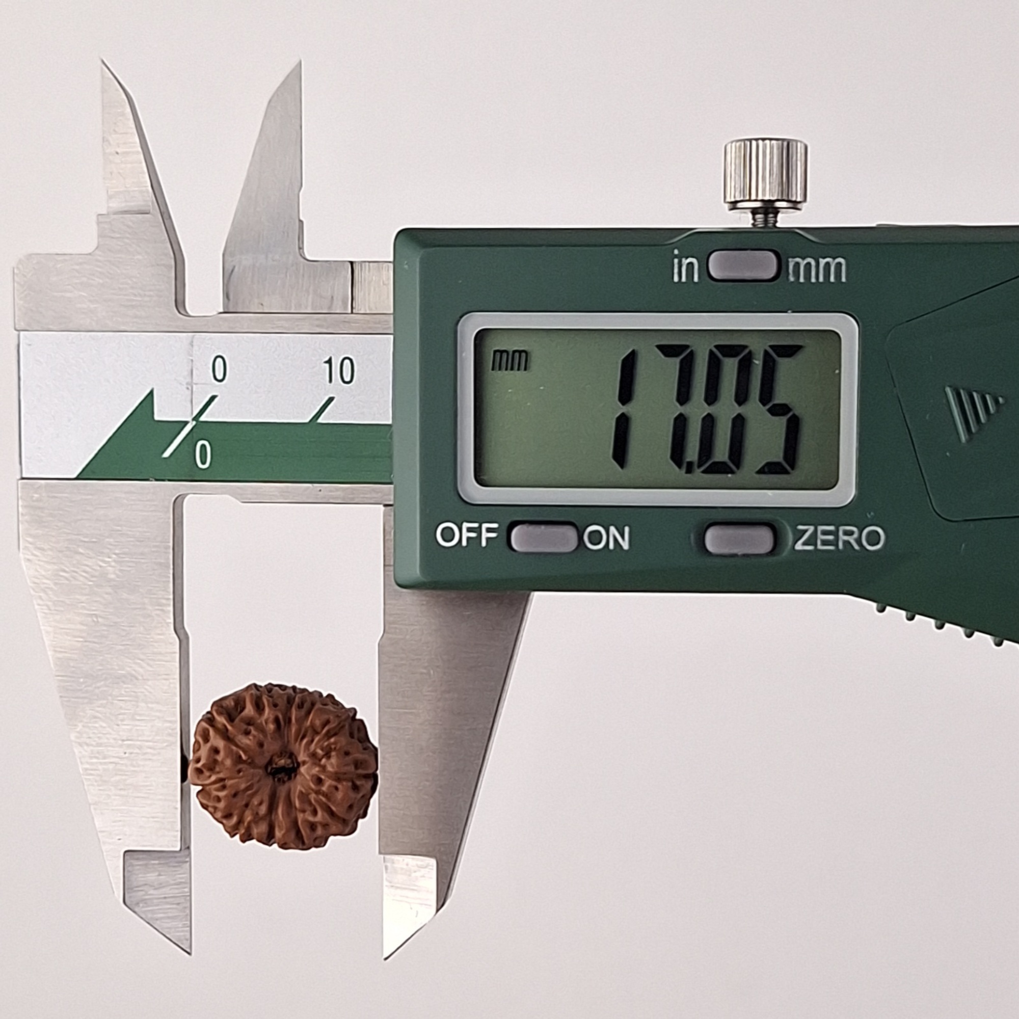 11 Mukhi Java Rudraksha 17.05 mm length measurement