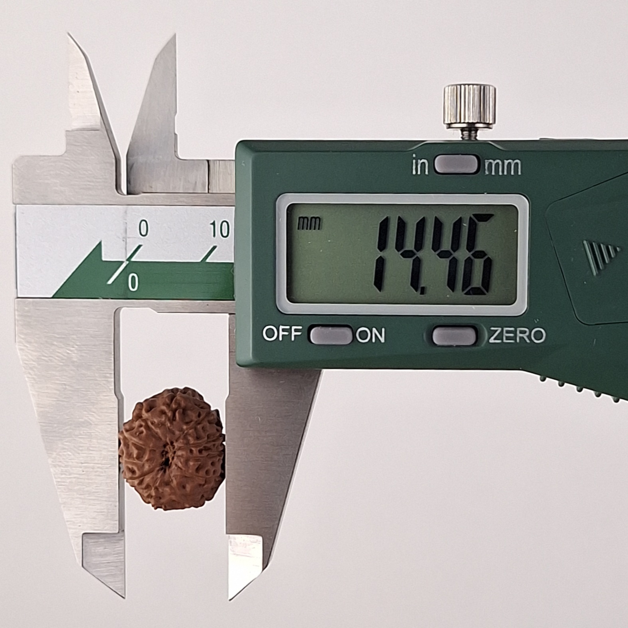 11 Mukhi Java Rudraksha 14.46 mm width measurement