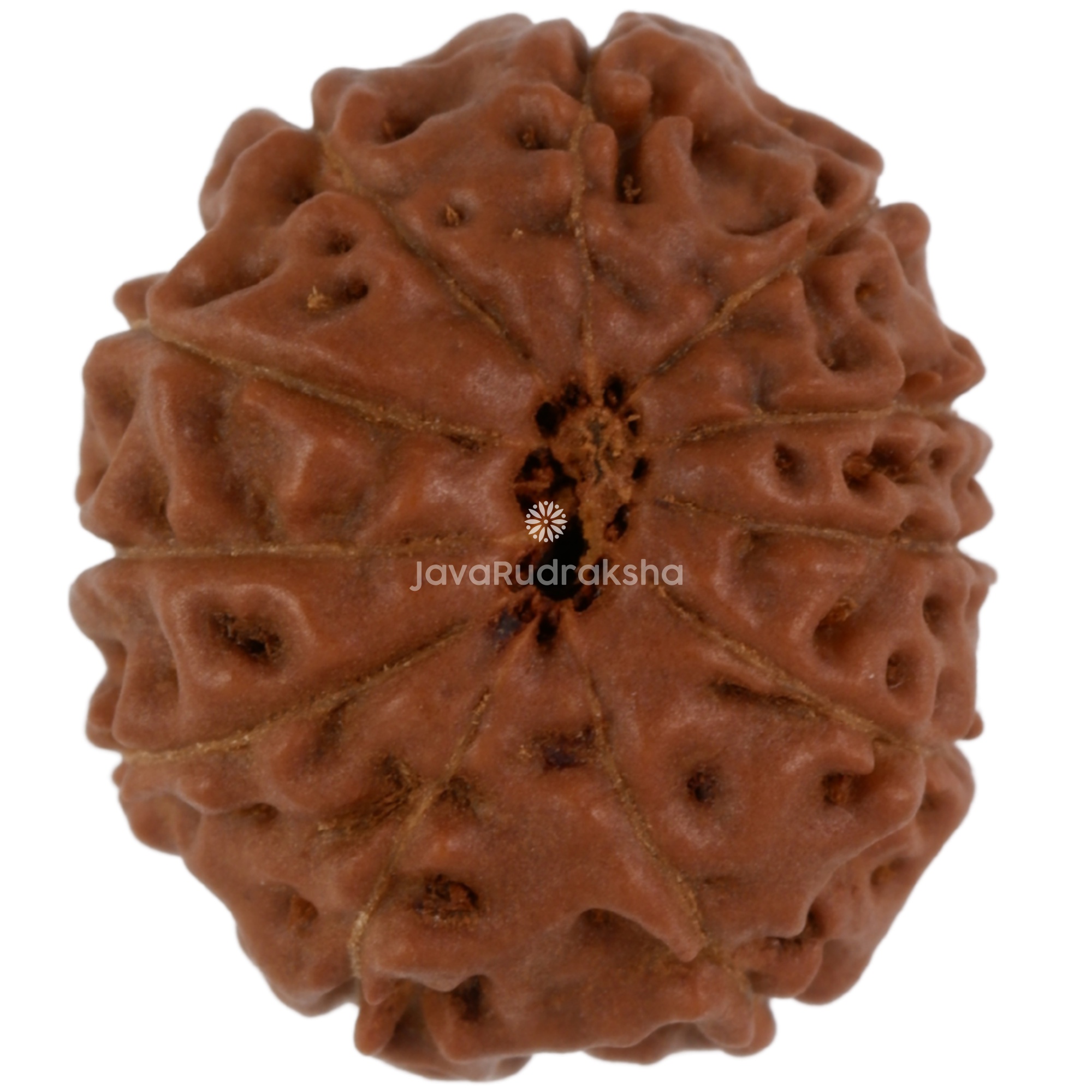 11 Mukhi Java Rudraksha 17.05 mm bottom view