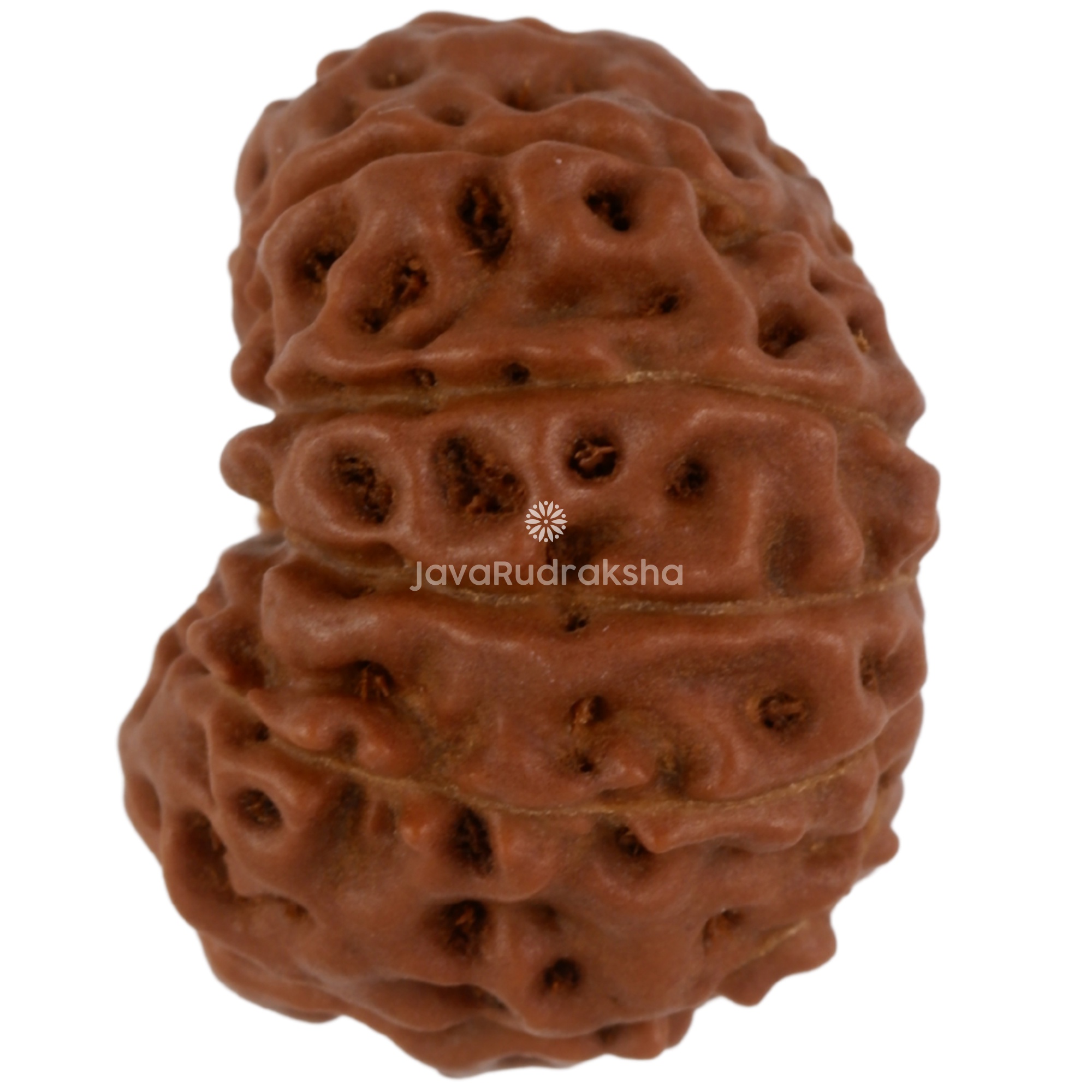 11 Mukhi Java Rudraksha 17.05 mm left side angle