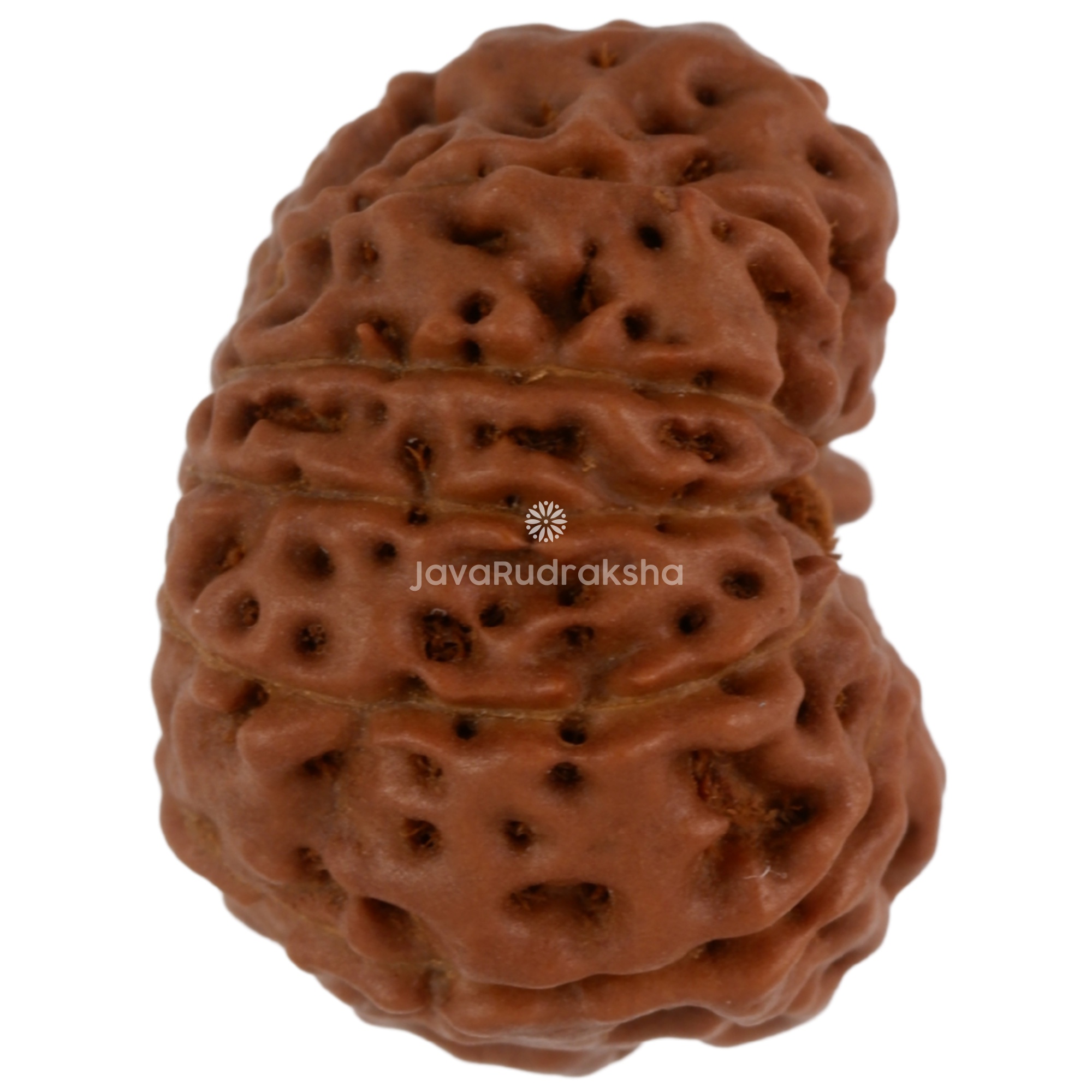 11 Mukhi Java Rudraksha 17.05 mm right side angle