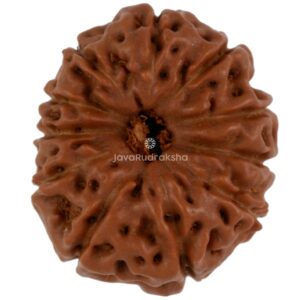 11 Mukhi Java Rudraksha 17.05 mm top view
