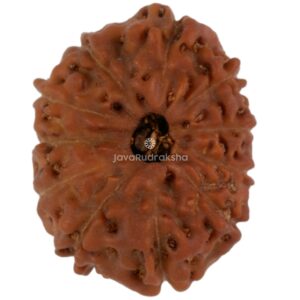 11 Mukhi Java Rudraksha 17.35 mm top view