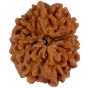 11 Mukhi Java Rudraksha 17.53 mm top view