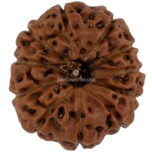 11 Mukhi Java Rudraksha 17.59 mm top view