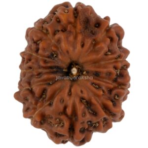 11 Mukhi Java Rudraksha 17.62 mm top view